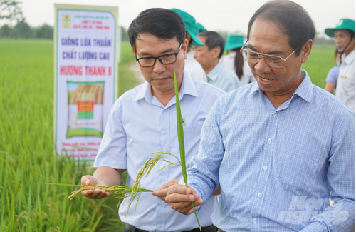 Giống lúa thuần chất lượng cao Hương Thanh 8 (Nguồn: Báo Nông nghiệp)