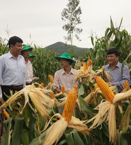 Giống ngô lai đơn PSC-102 và PSC-747